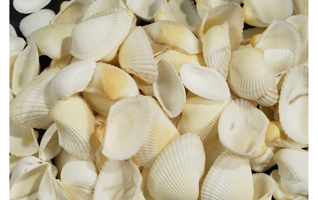 Ambiance Moules, 1.2 kg Blanc