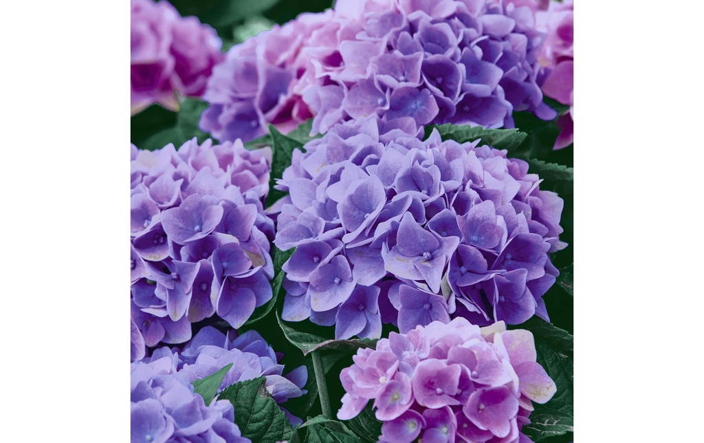 Paper + Design Serviettes en papier Lilac Hydrangea 33 cm x 33 cm, 20 Pièce/s