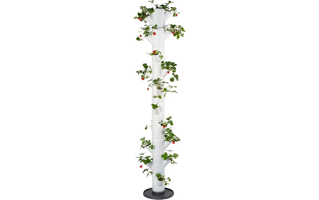Gusta Garden Godets de culture SISSI STRAWBERRY Infinity, Blanc