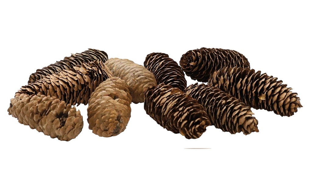 Dekomat AG Pomme de pin vrai env. 8-9 cm, 12 pièces