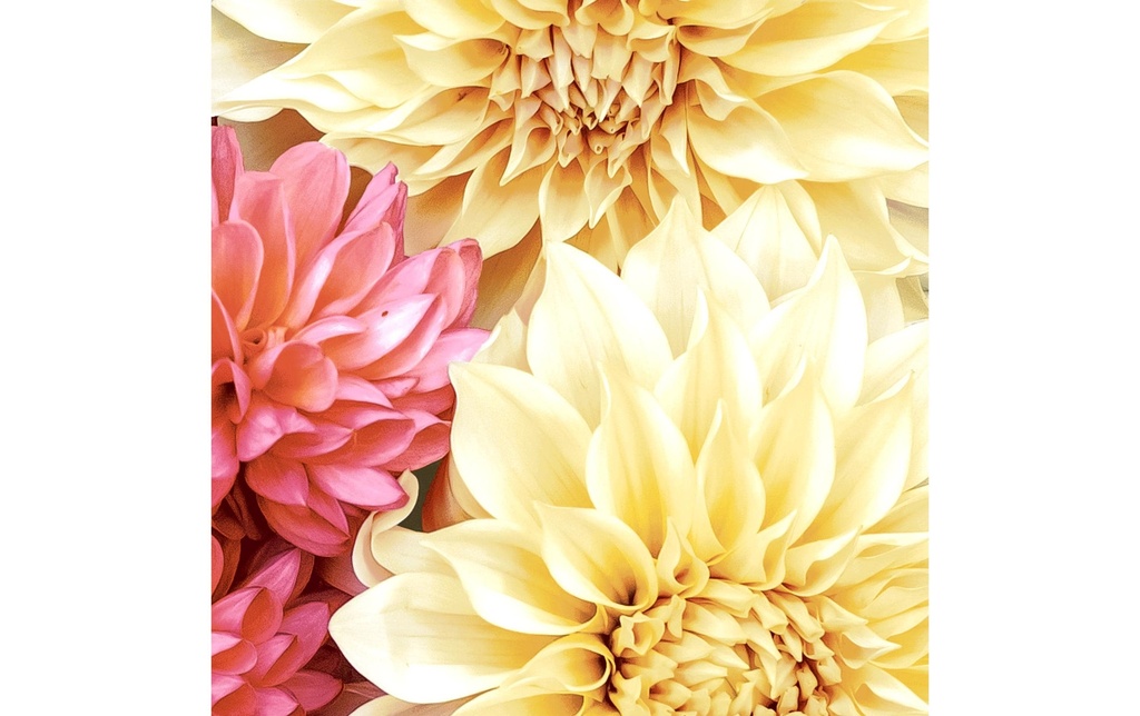 Paper + Design Serviettes en papier Soft Dahlias 33 cm x 33 cm, 20 Pièce/s