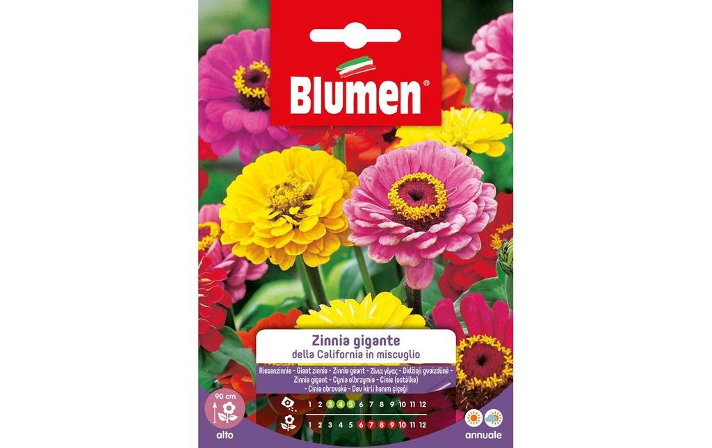 Blumen Semence Zinnia géant California Mix