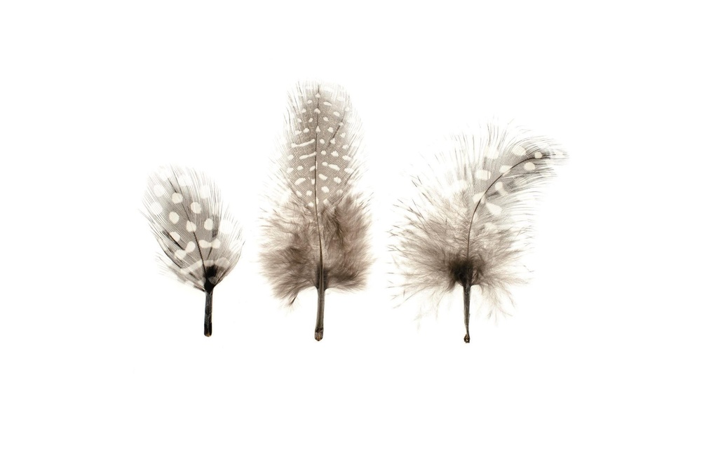 Glorex Plumes 3-9 cm pintade 39 cm