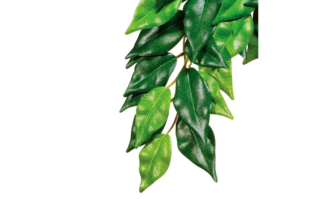 Exo Terra Plante de la forêt tropicale Fikus, M