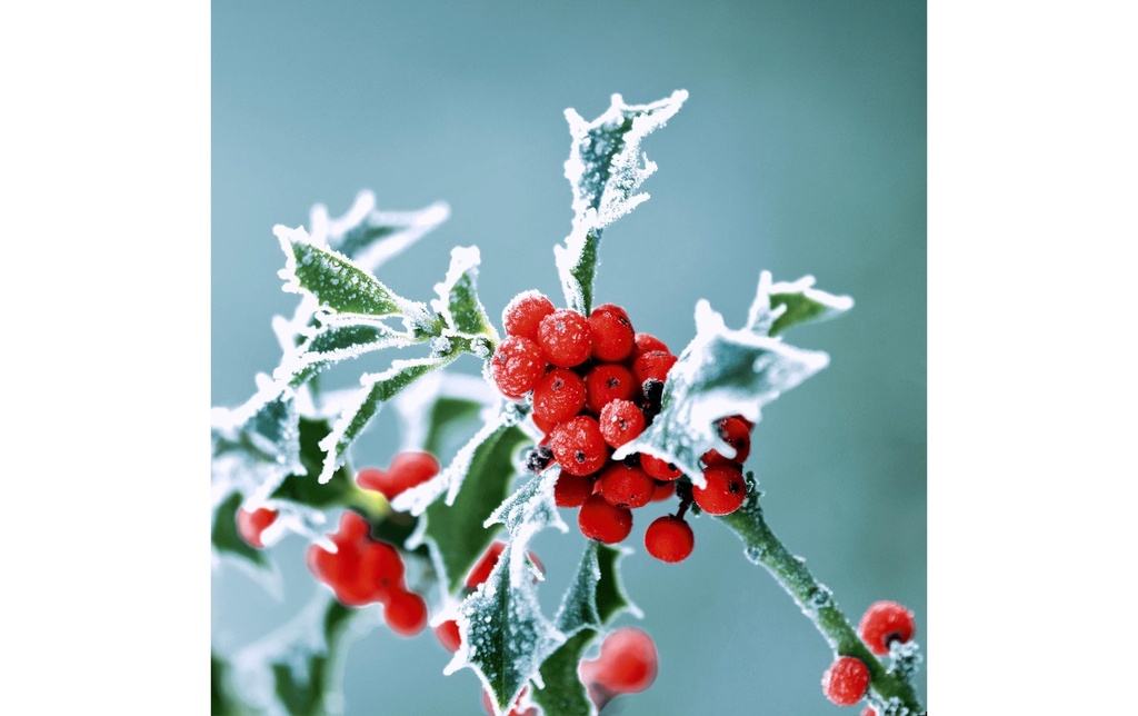 Paper + Design Serviettes en papier Frosty holly 33 cm x 33 cm, 20 Pièce/s