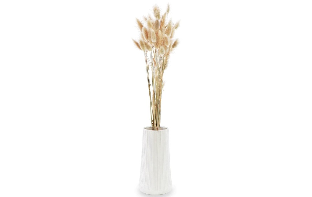 Soli Collection Fleurs séchées Lagurus 50-60 cm, couleur naturelle