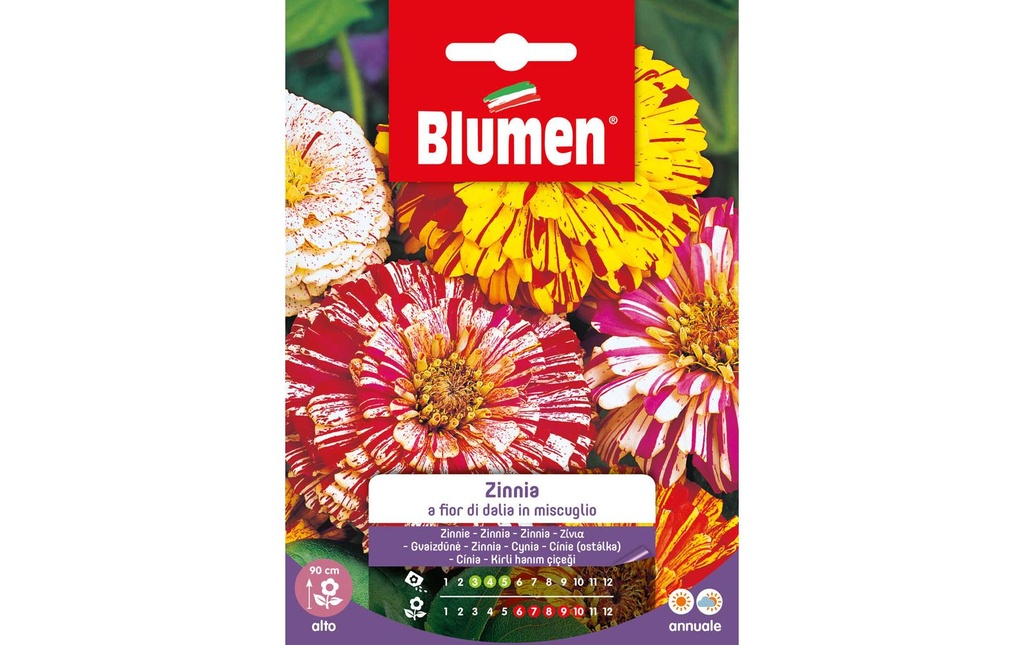 Blumen Semence Zinnia fleur de dahlia Mix