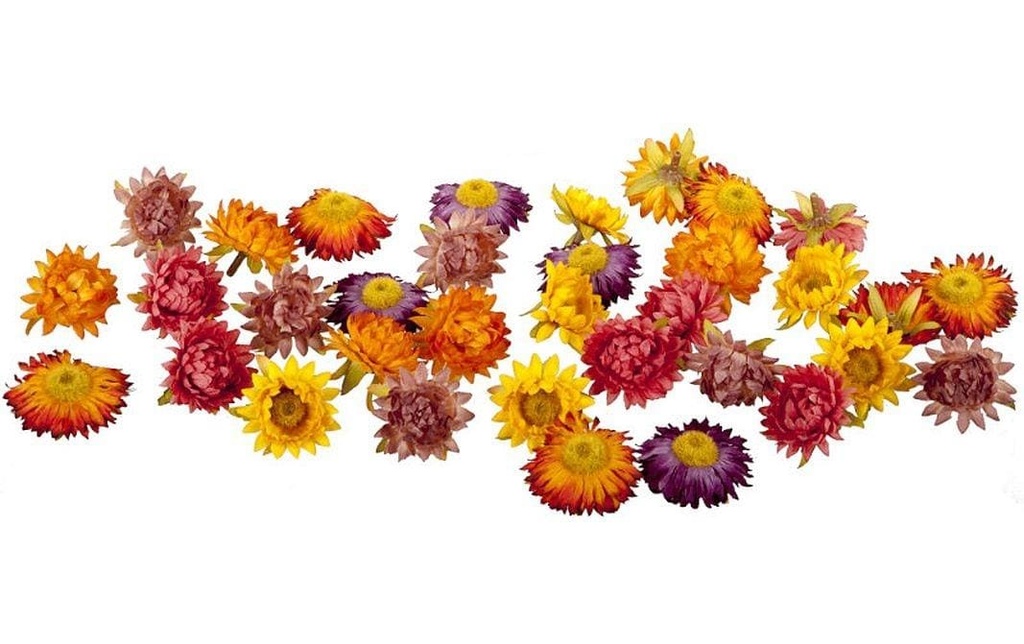 Dekomat AG Fleur artificielle Fleurs de paille 36 pièces, couleurs d'automne