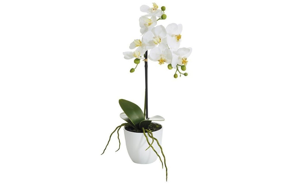 Botanic-Haus Fleur artificielle Phalenopsis 1 panicule en pot, blanche