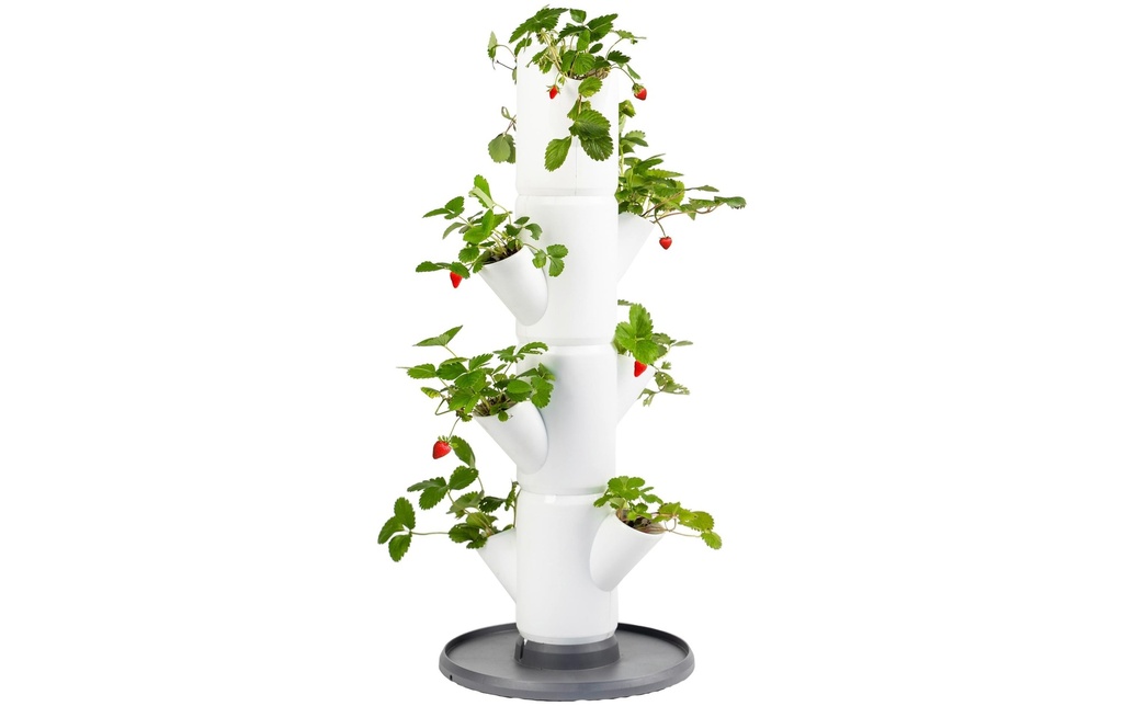 Gusta Garden Godets de culture Set de démarrage SISSI STRAWBERRY, Blanc
