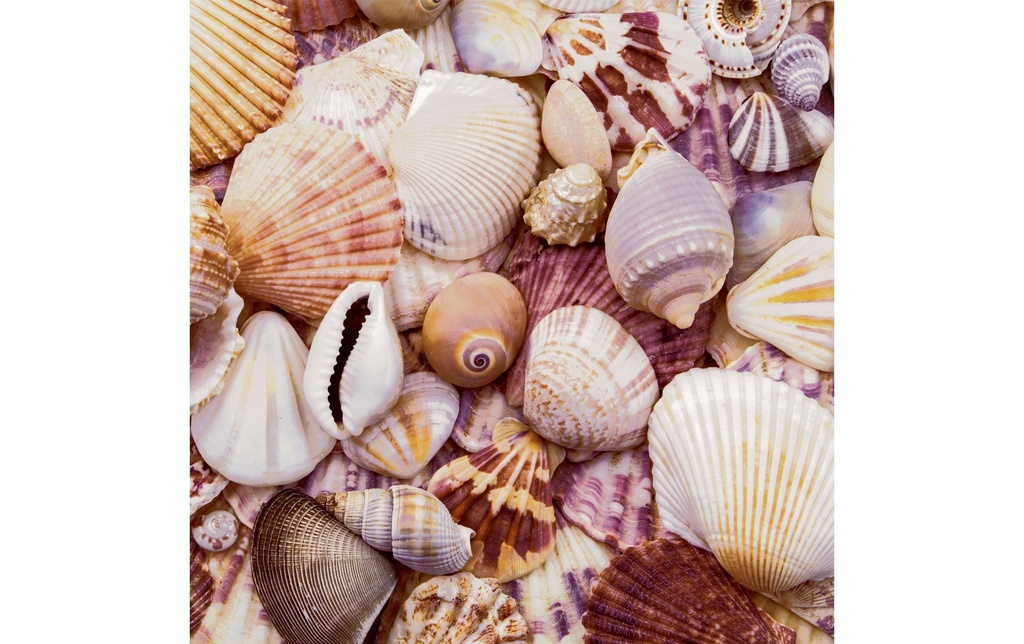 Paper + Design Serviettes en papier Seashells 33 cm x 33 cm, 20 Pièce/s