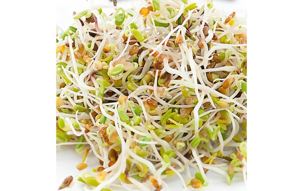 Gusta Garden Semence Microgreens Alfalfa HARRY HERBS