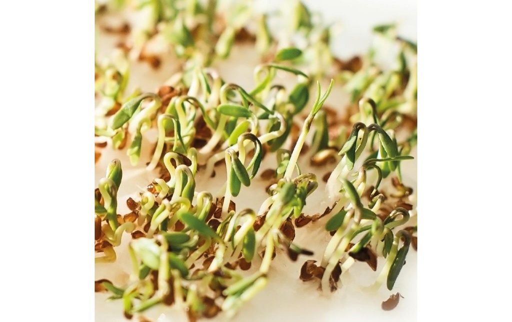 Gusta Garden Semence Microgreens Cresson HARRY HERBS