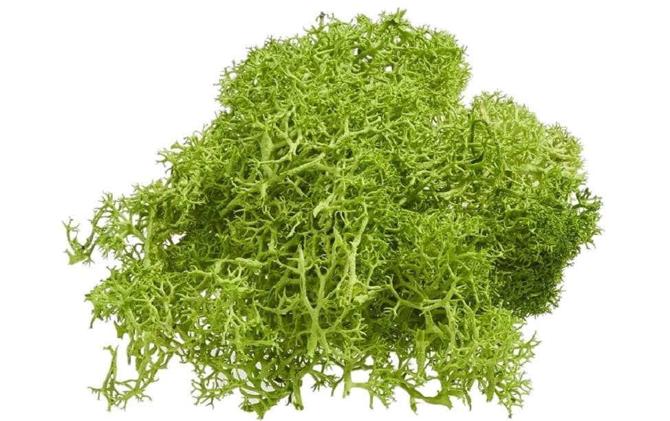 HobbyFun Mini ustensiles Mousse d'Islande 20g, Vert