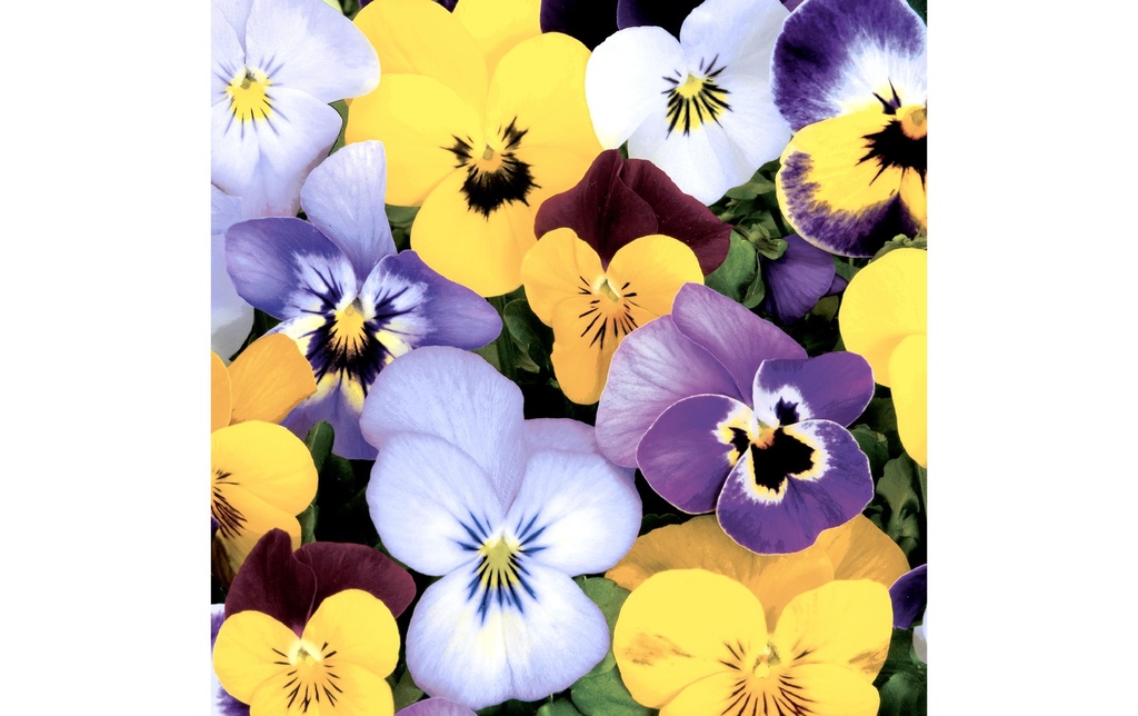 Paper + Design Serviettes en papier Pansies 33 cm x 33 cm, 20 Pièce/s