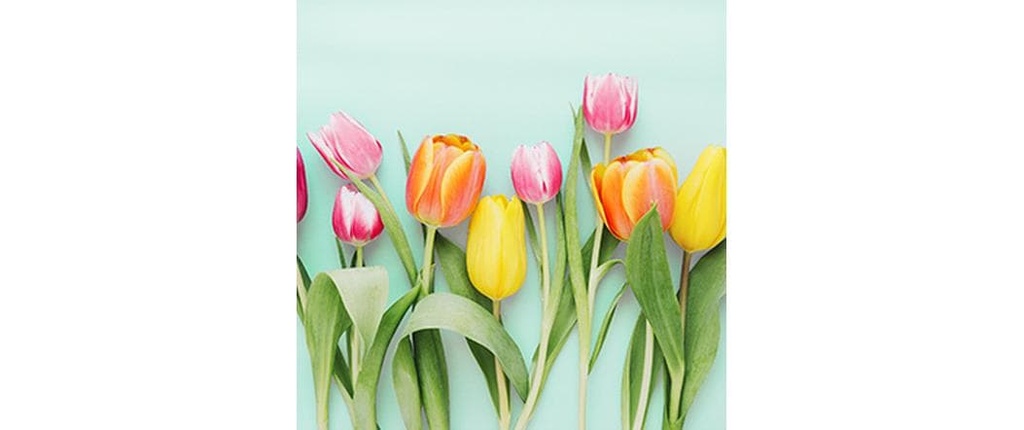 Braun + Company Serviettes en papier Rainbow Tulips 33 cm x 33 cm, 20 Pièce/s