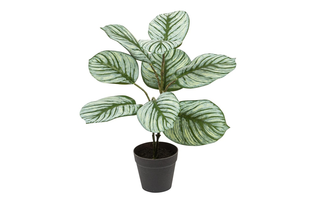 Botanic-Haus Plante artificielle Kalathéa 36 cm