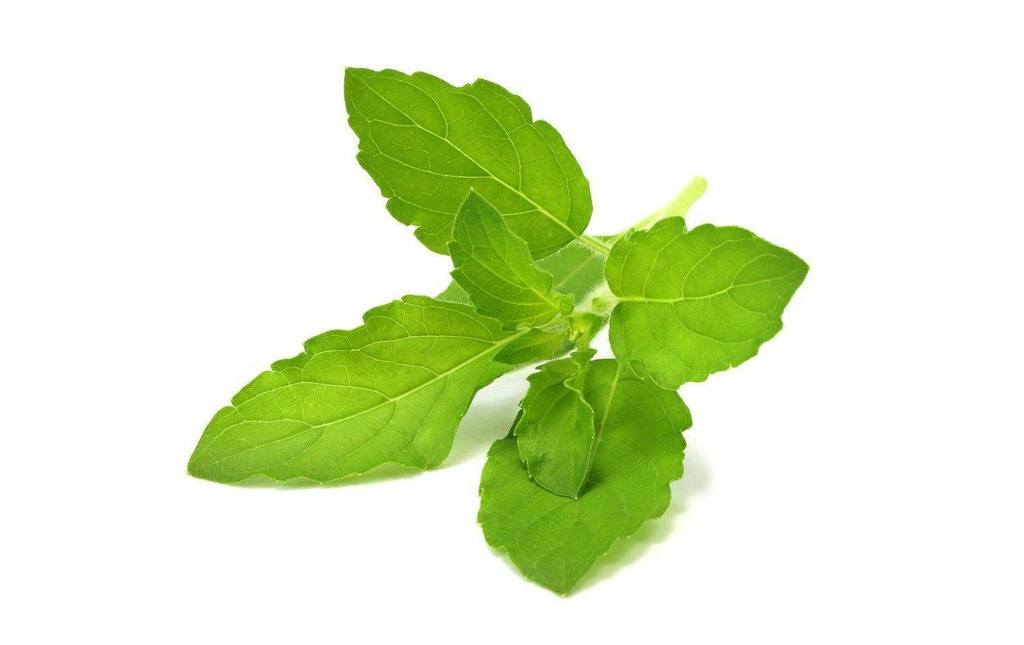 Click and Grow Semence Saint Basilic