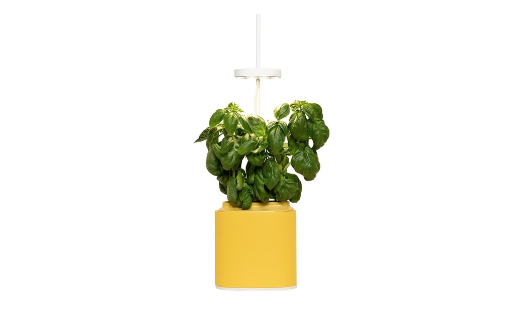 Prêt à Pousser Pot à herbes aromatiques Nano, Jaune Mimosa