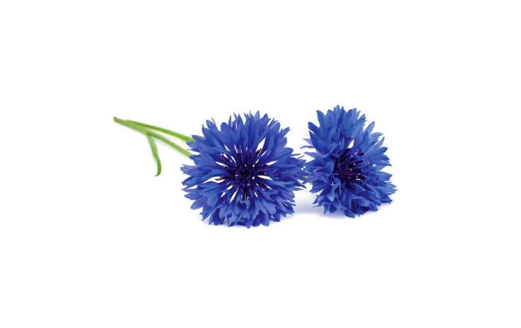 Click and Grow Semence bleuet