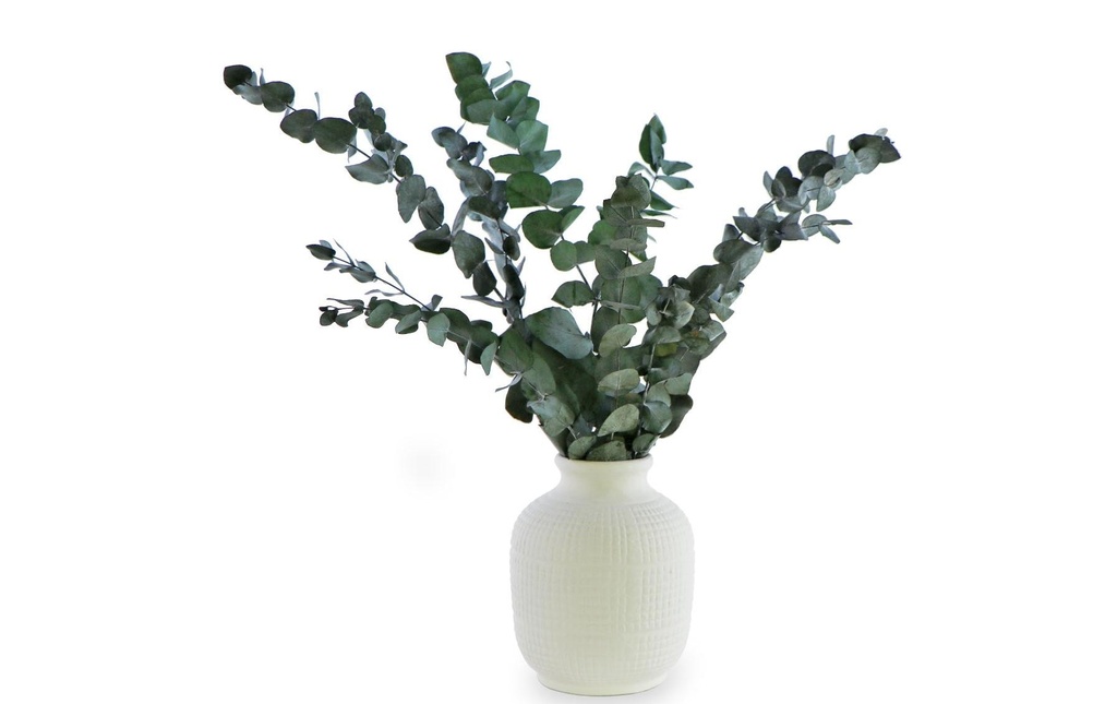 Soli Collection Fleurs séchées Eukalyptus 40-55 cm, blanc