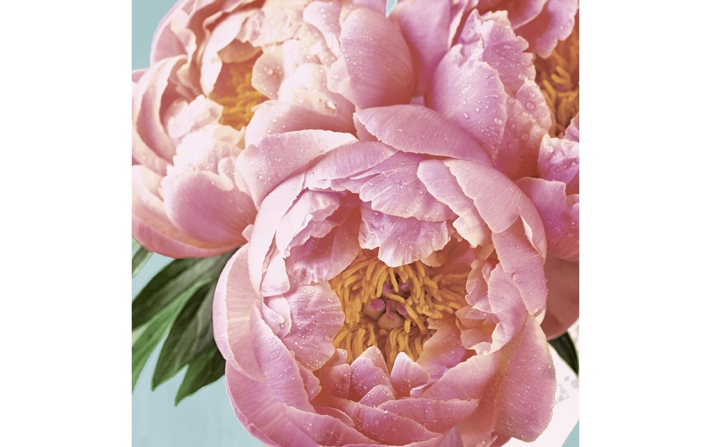 Paper + Design Serviettes en papier Pink Peony 24 cm x 24 cm, 20 Pièce/s