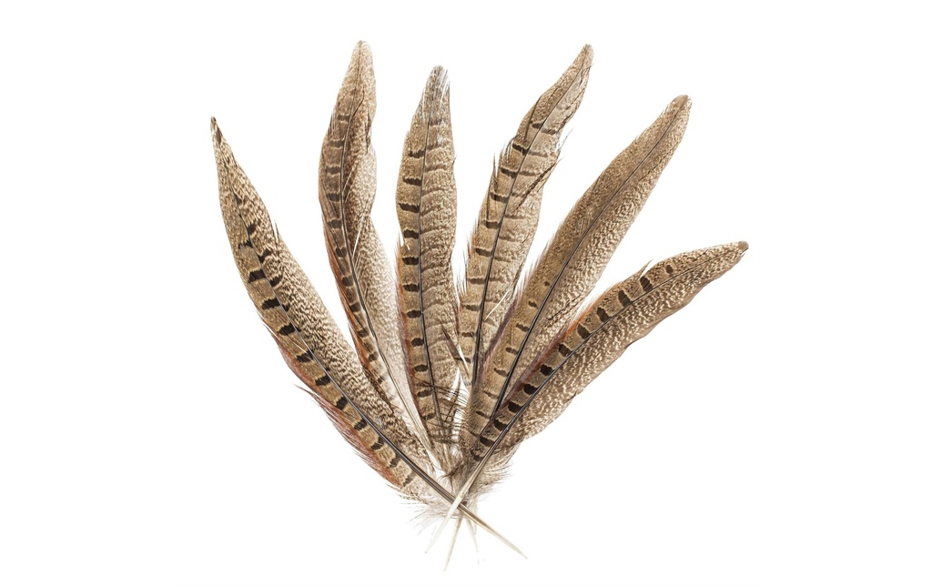 Glorex Plumes Faisan 20-25 cm 12 pièces, brun