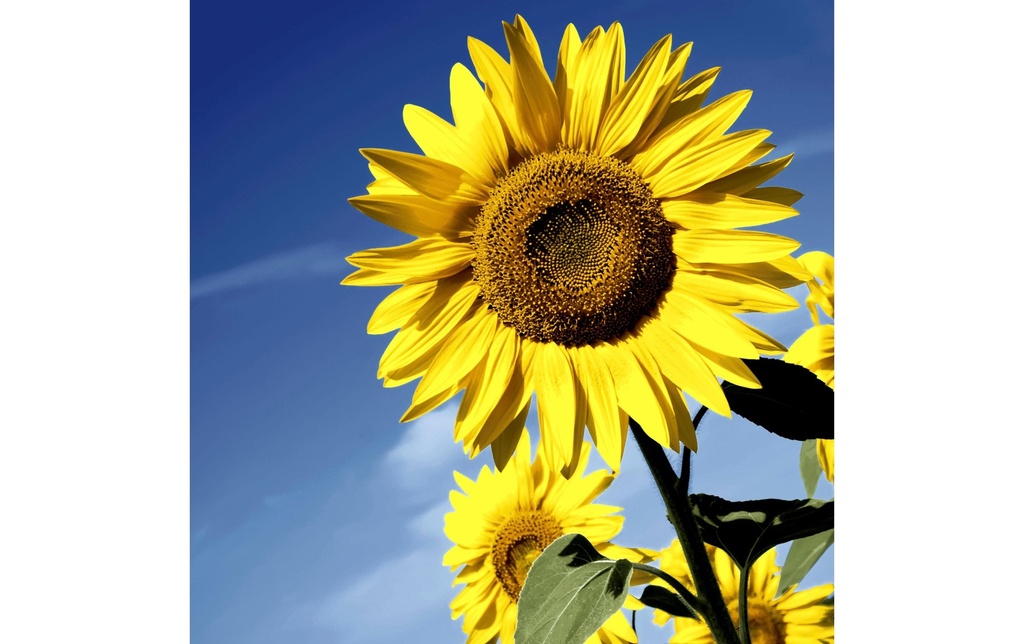 Paper + Design Serviettes en papier Sunflower Bloom 33 cm x 33 cm, 20 Pièce/s