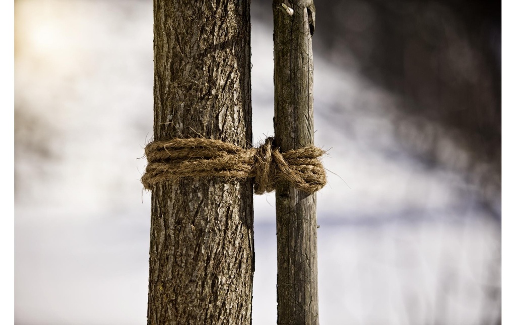 Windhager Lien d'arbre en coco 100 m