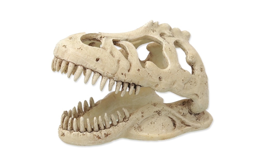 Repti Planet Crâne décoratif T-Rex