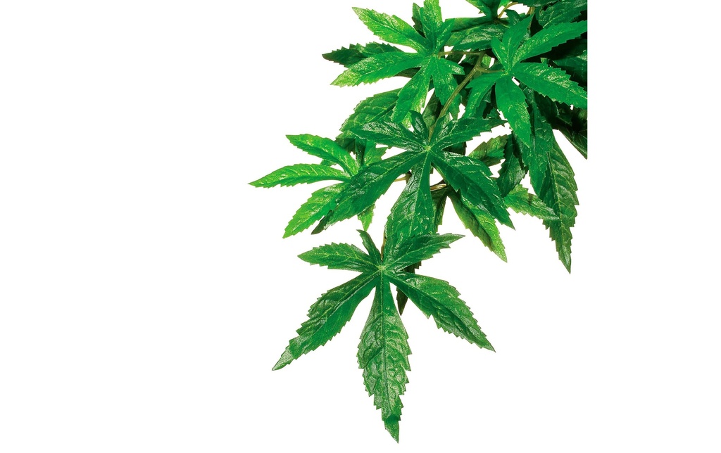 Exo Terra Plante de la forêt tropicale Abuliton, S