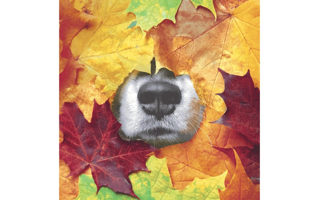 Paper + Design Serviettes nez de chien en automne 33 cm x 33 cm, 20 Pièce/s