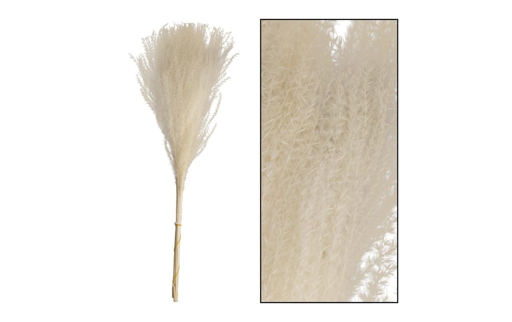 CHALET Fleurs séchées Herbe à miscanthus 10 pièces, Blanc