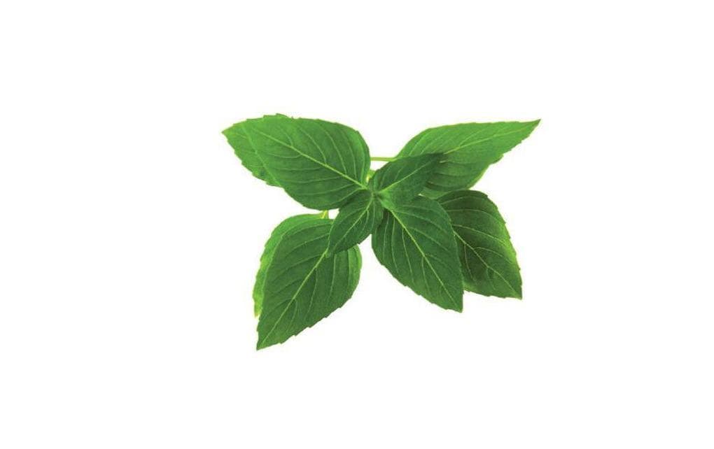 Click and Grow Semence Recharge au basilic thaïlandais par lot de 3