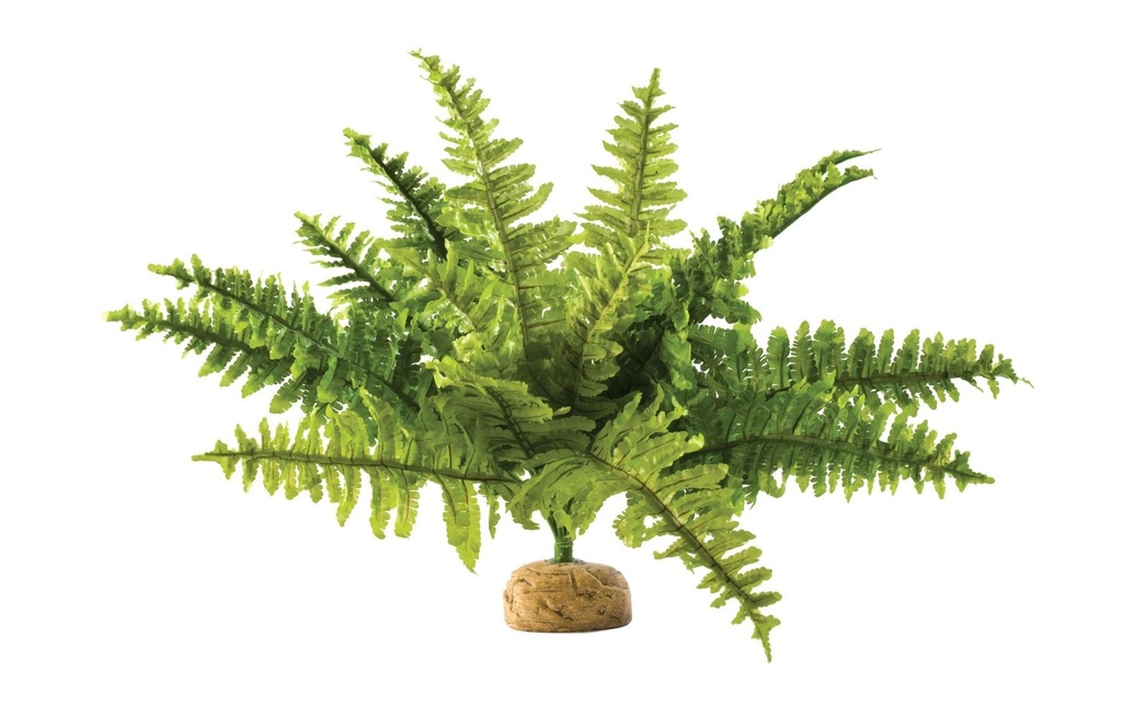 Exo Terra Plante de la forêt tropicale Fougère de Boston, M