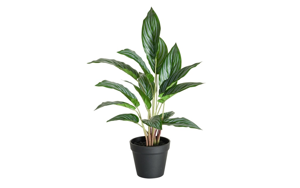 Botanic-Haus Plante artificielle Kalathéa 46 cm