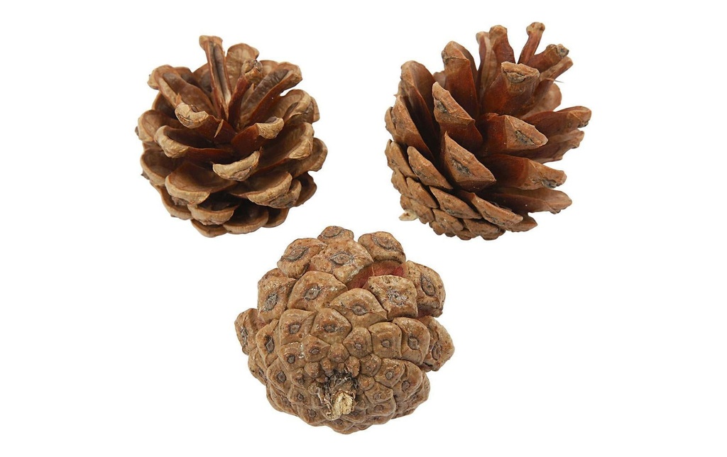 Creativ Company Pomme de pin Pomme de pin 40 mm