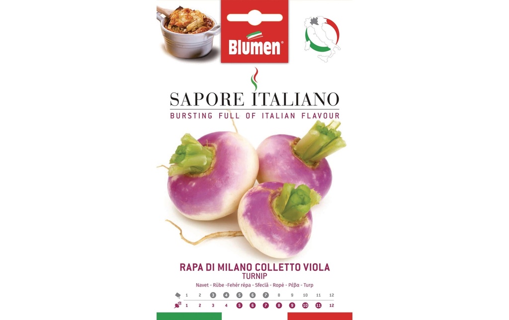 Blumen Semence Navet de Milan Colletto