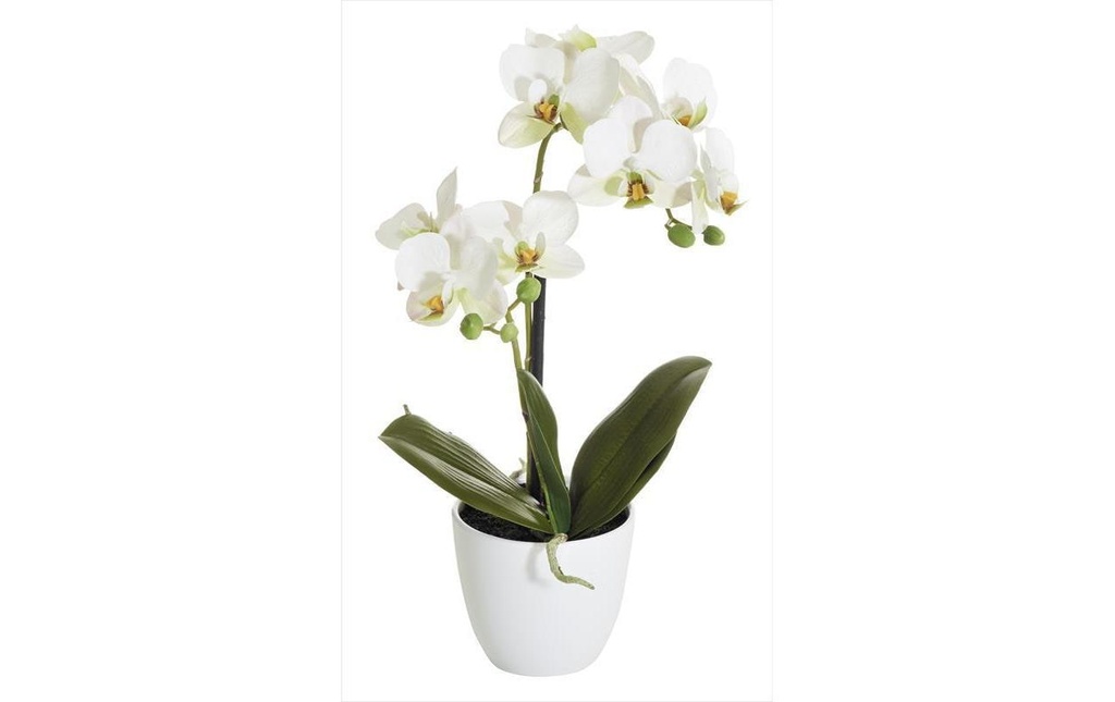 Botanic-Haus Fleur artificielle Phalenopsis 2 panicules en pot