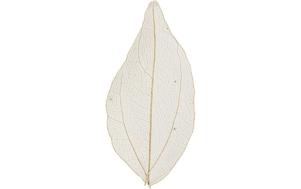 Creativ Company Décoration du papier Feuilles, Nature, 20 pièces