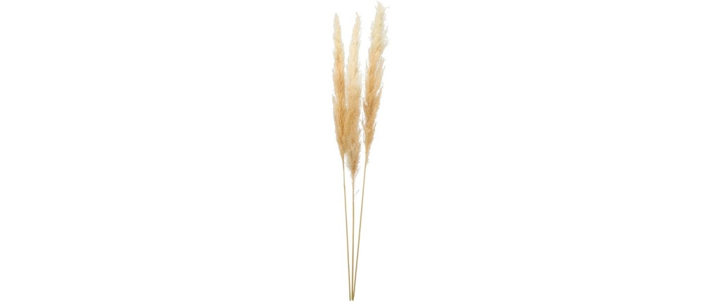 Dekomat AG Botte d'herbe de la pampa Botte d'herbe de la Pampa séchée Crème 110 cm
