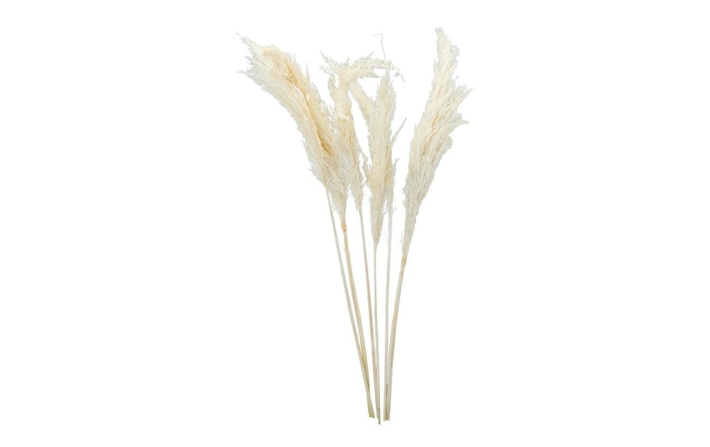 Dekomat AG Fleurs séchées Herbe de la pampa 6 pièces, blanc