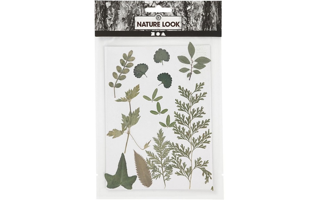 Creativ Company Décoration à éparpiller Fleurs pressées, 13 couleurs assorties