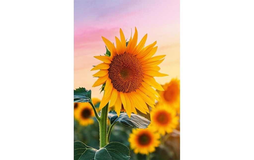 ABC Carte de vœux Fleur de soleil 12.5 x 17.6 cm