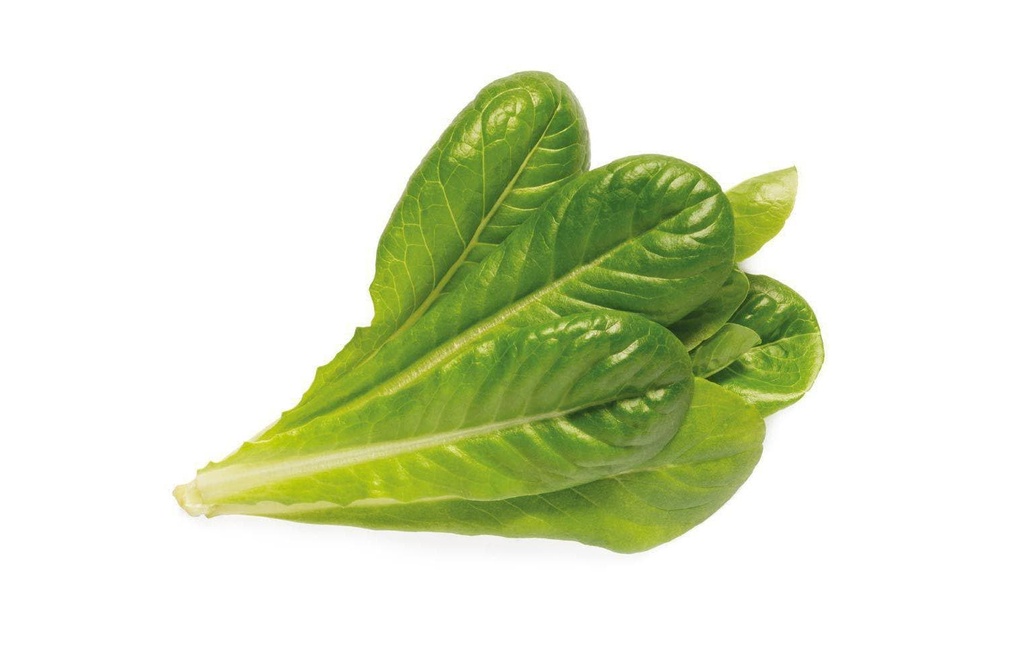 Click and Grow Semence laitue romaine